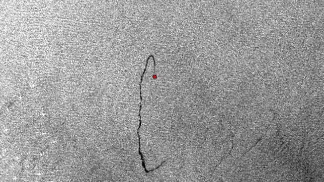 Animation of oil slicks observed from the Montrose Bank shipwreck between 2022 and 2024, ranging from under 1 km to about 8 km long.